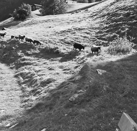 酒店 Daneu 加舒恩