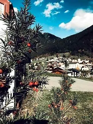 Daneu 3*